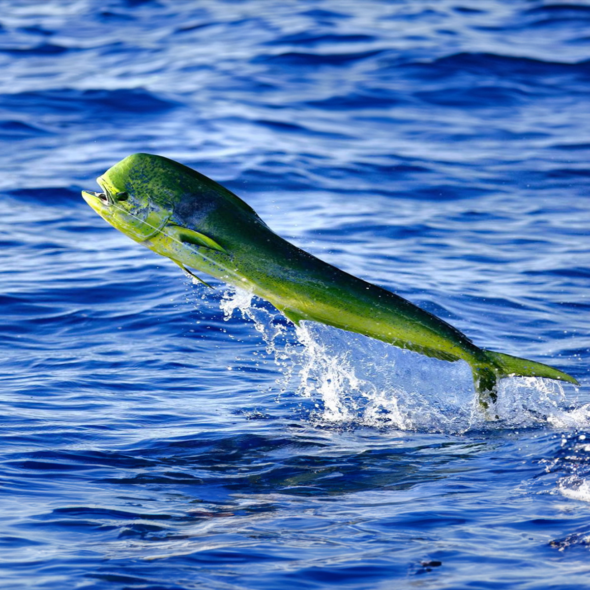 Dorado — Coryphaena hippurus