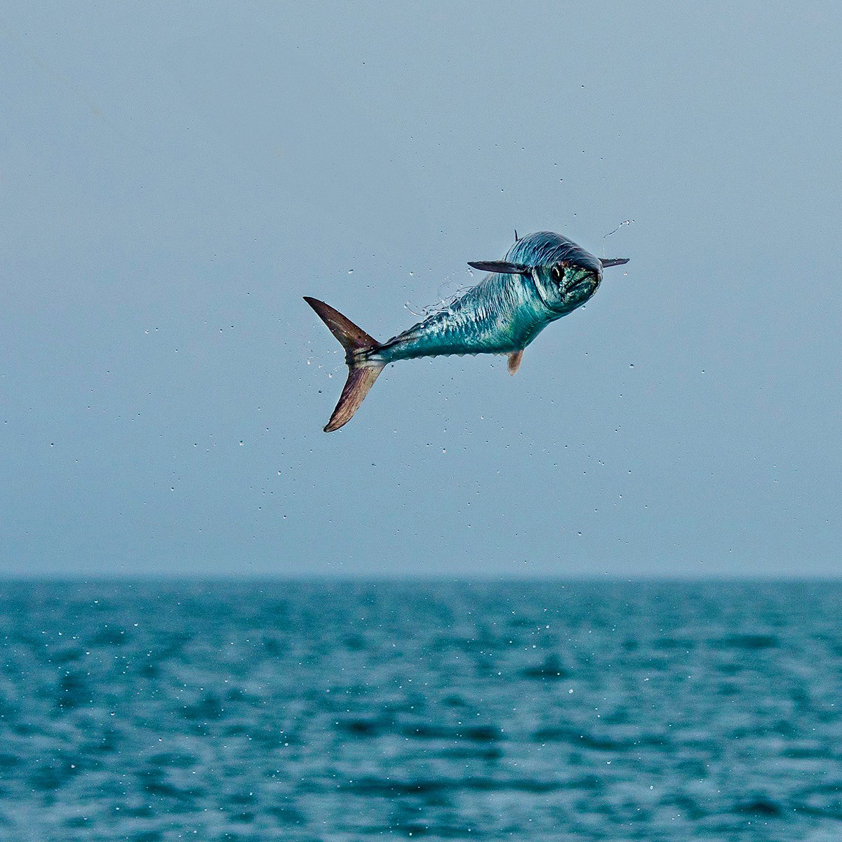 Kingfish — Scomberomorus commerson