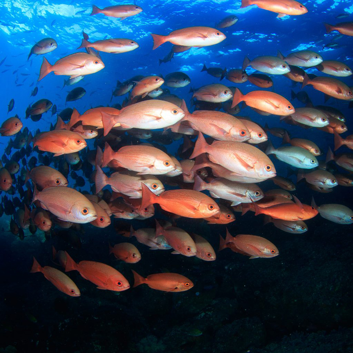 Red snapper — Lutjanus spp.